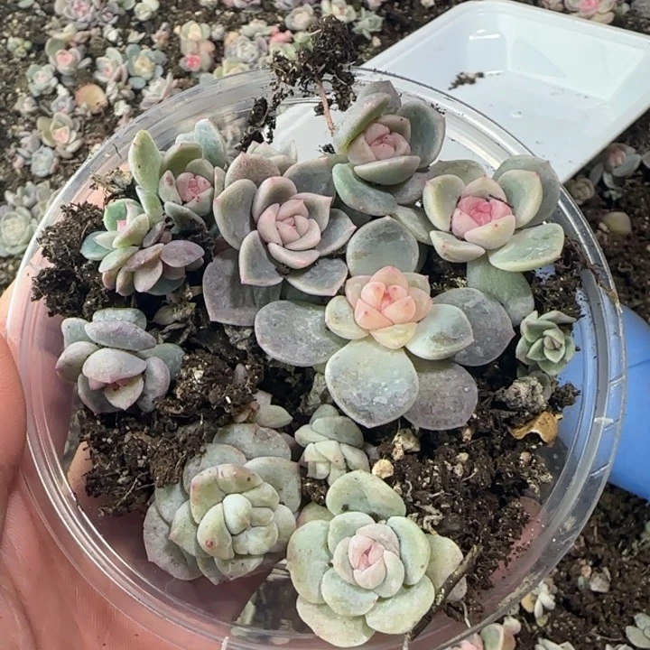 75王者系列绝绝子多肉一盒