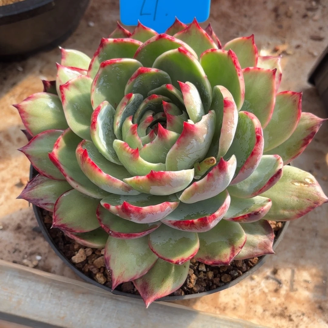 L***T多肉惊鸿仙子LT的好看好看好看