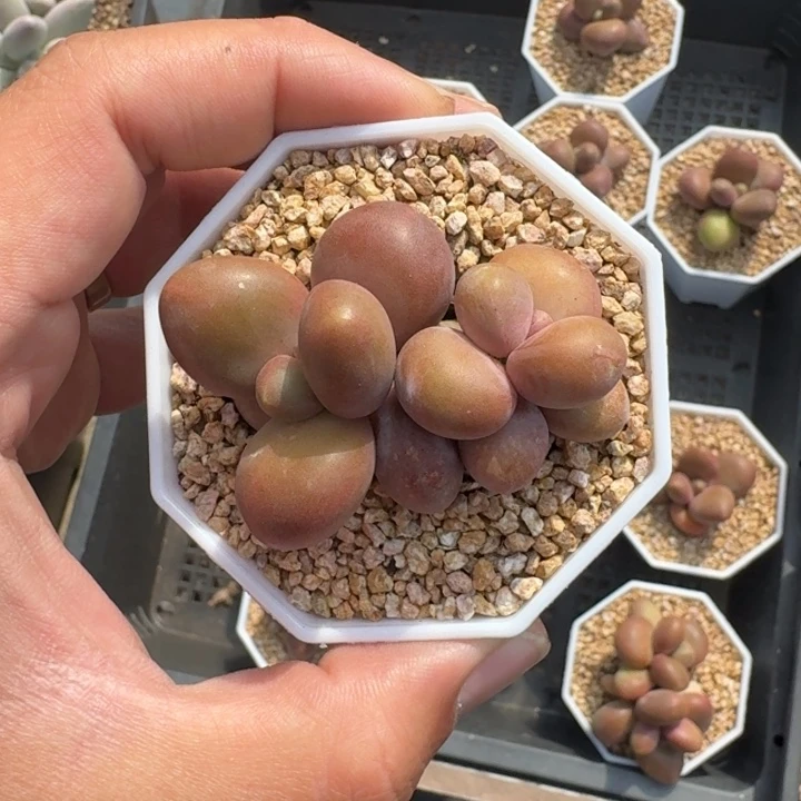 芒果奶 双头 一物一拍