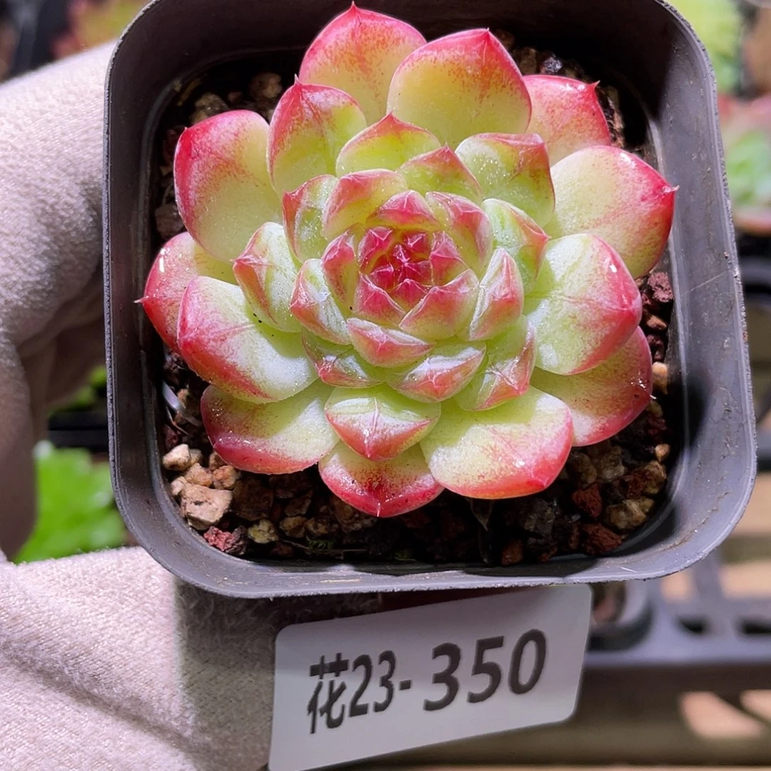 花利美23-350琴心