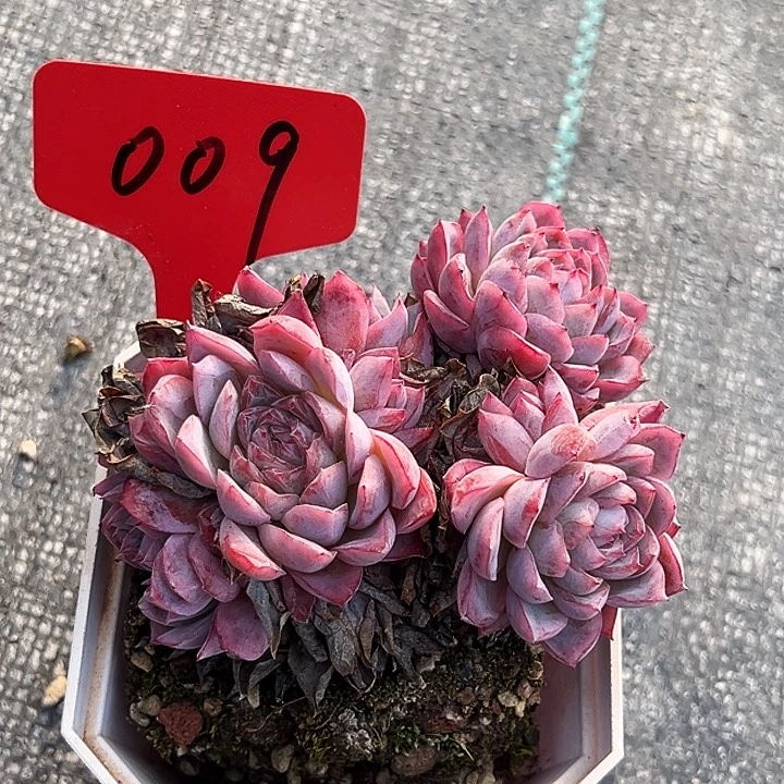大白方盆 孤星009