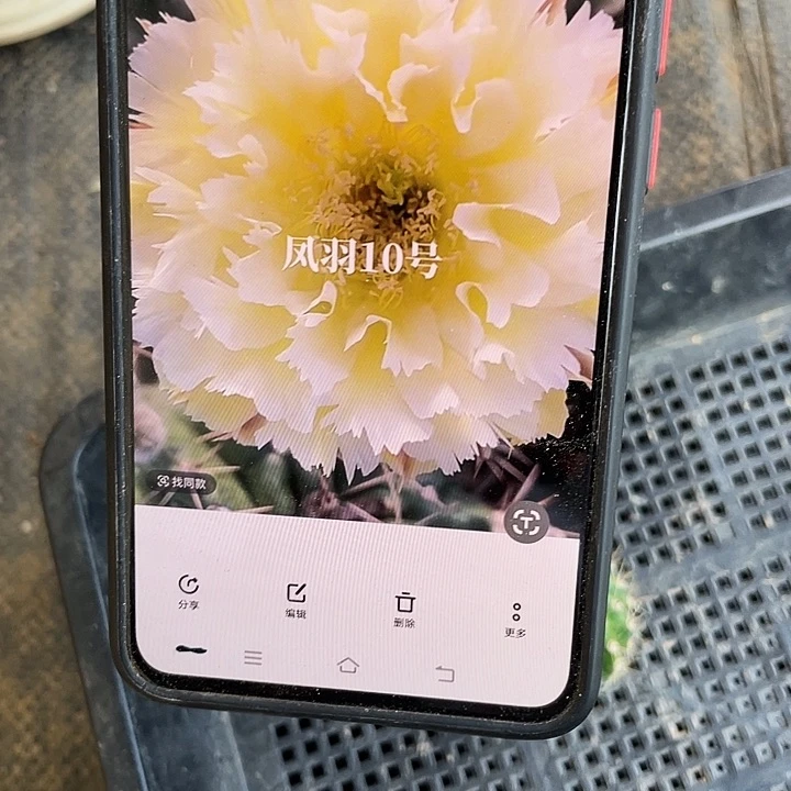 凤羽10号侧芽歪4公分以上满18包邮