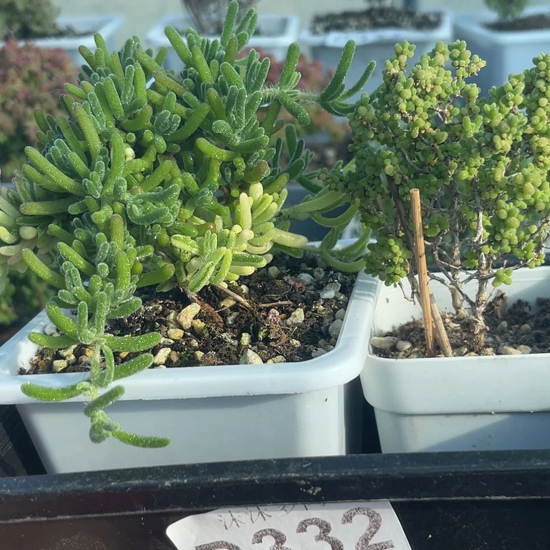 是***?332补德的两颗枝干