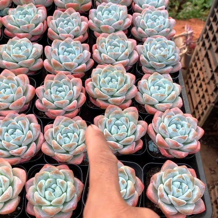 带盆土冰玉3颗两单包邮