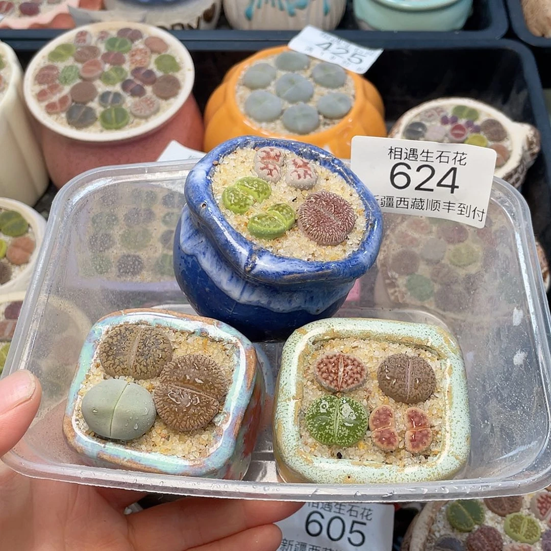 相遇开播福利624