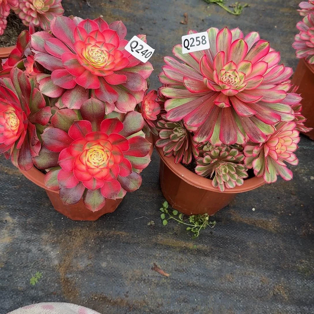 宁**子240.258荔枝白月光44冠服18.9左右小颗的