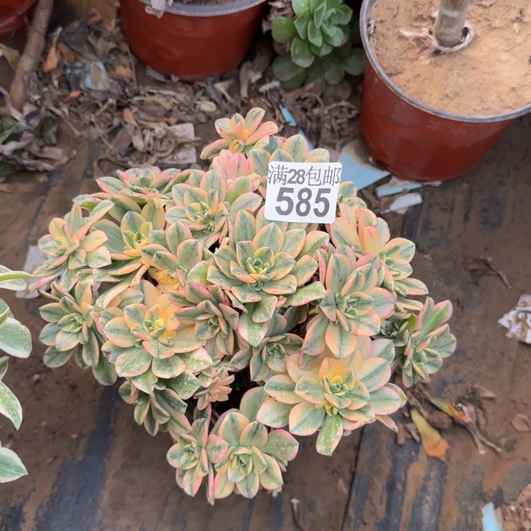 甜茶多肉585满28包邮断枝不包