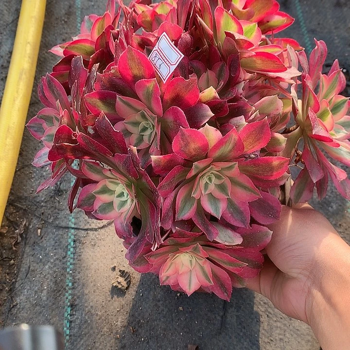 856女巫多肉植物