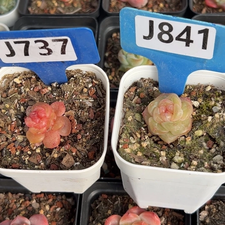 新珍妮2颗2-4cm福利