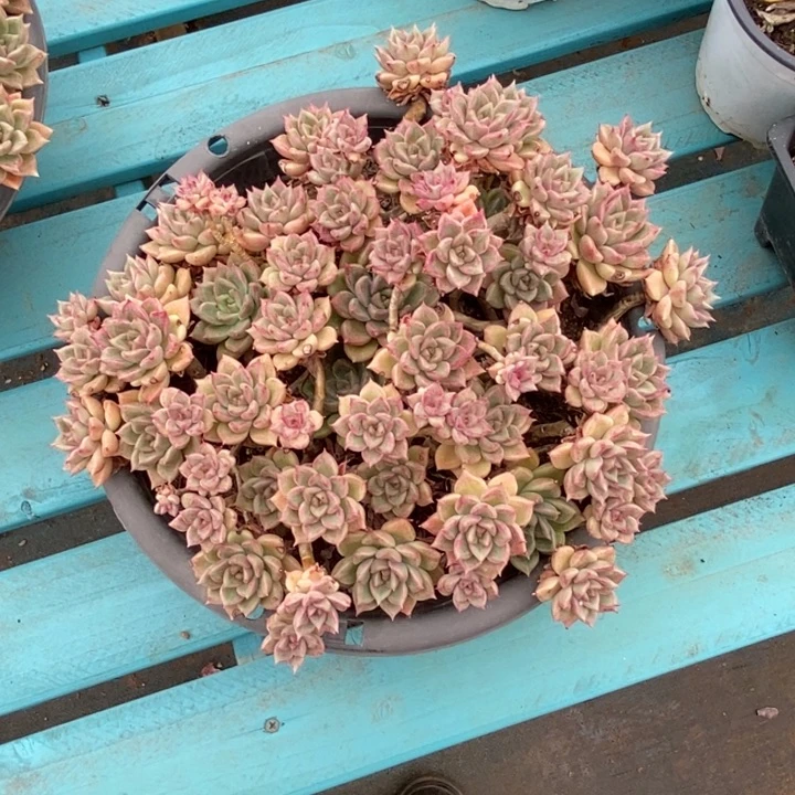 新****）璀璨大群旺财旺财