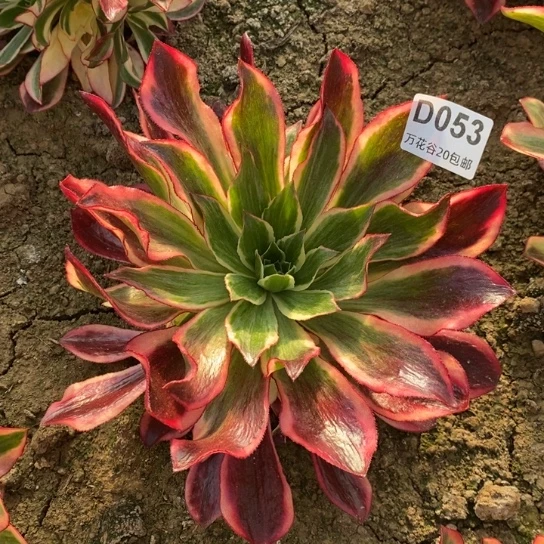 053魅影多肉植物