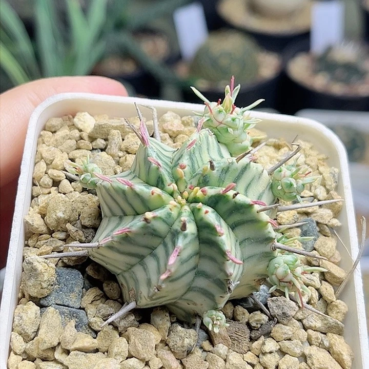 斑马斑马锦大戟一颗