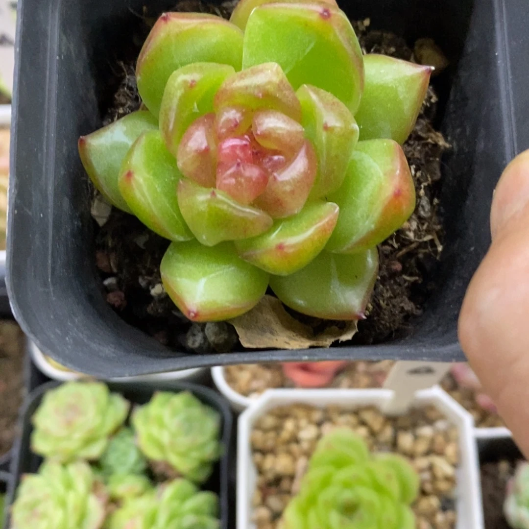 精品多肉一物一拍不包整107
