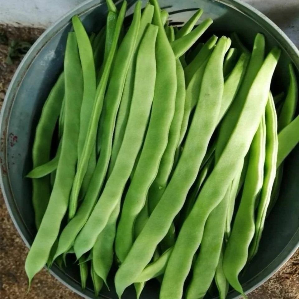 方震地豆王一号豆角种子无架四季豆白莲豆蔬菜种籽