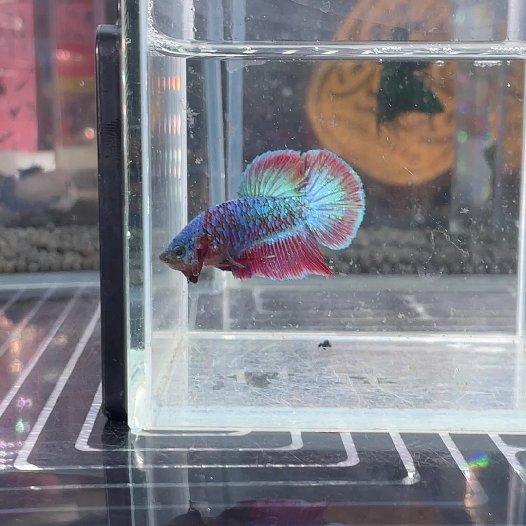 斗鱼06号电摇彩金豹子