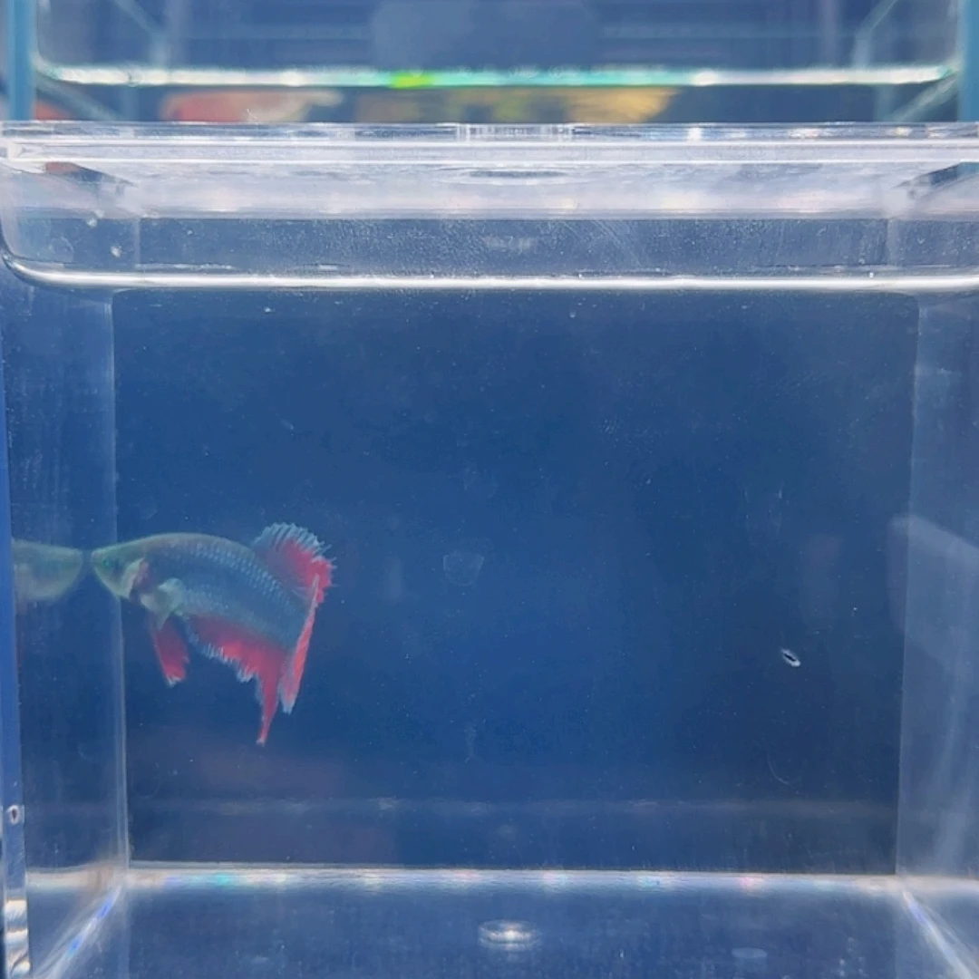 斗鱼活体观赏鱼好养耐活