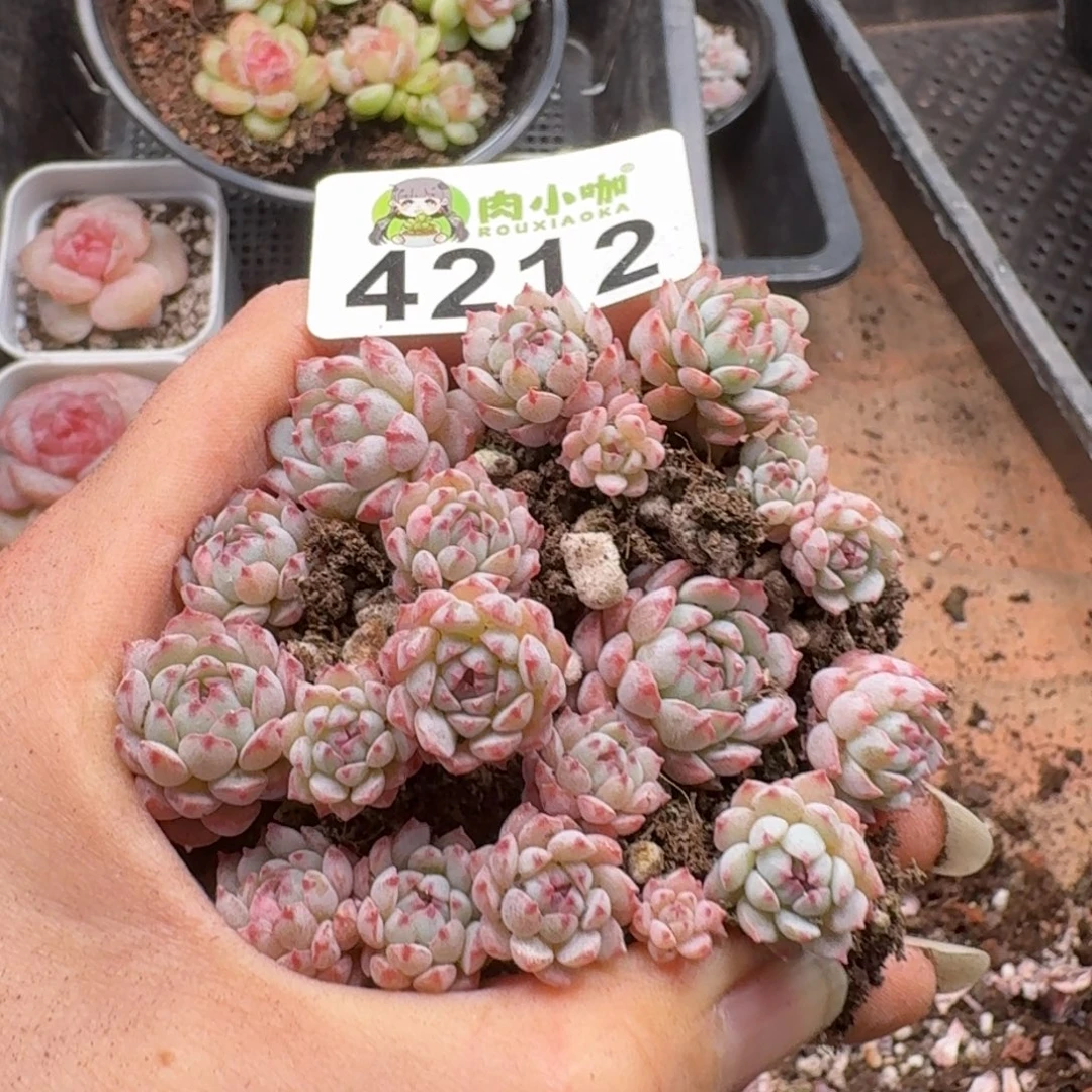 多肉植物多肉植物