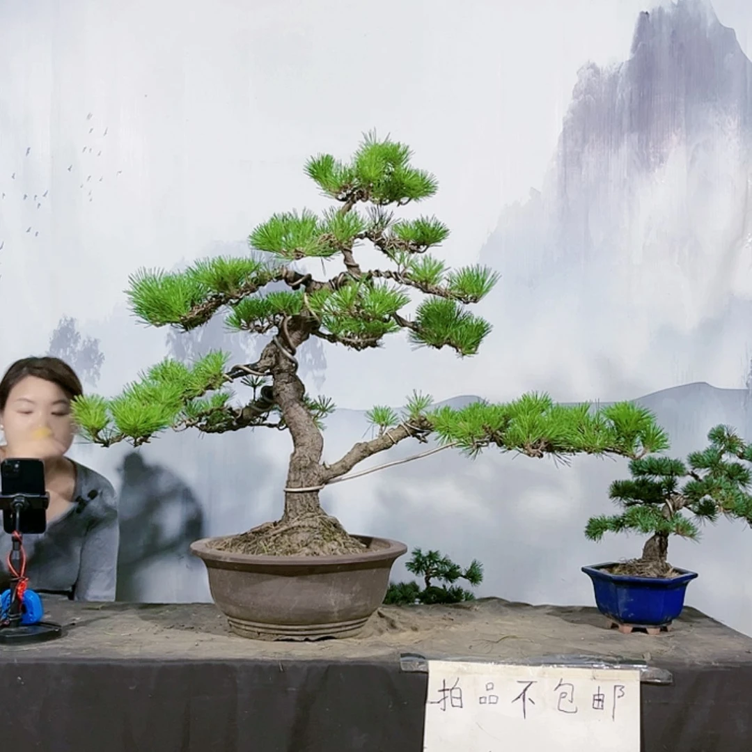 【闪购商品】无花朵不包邮