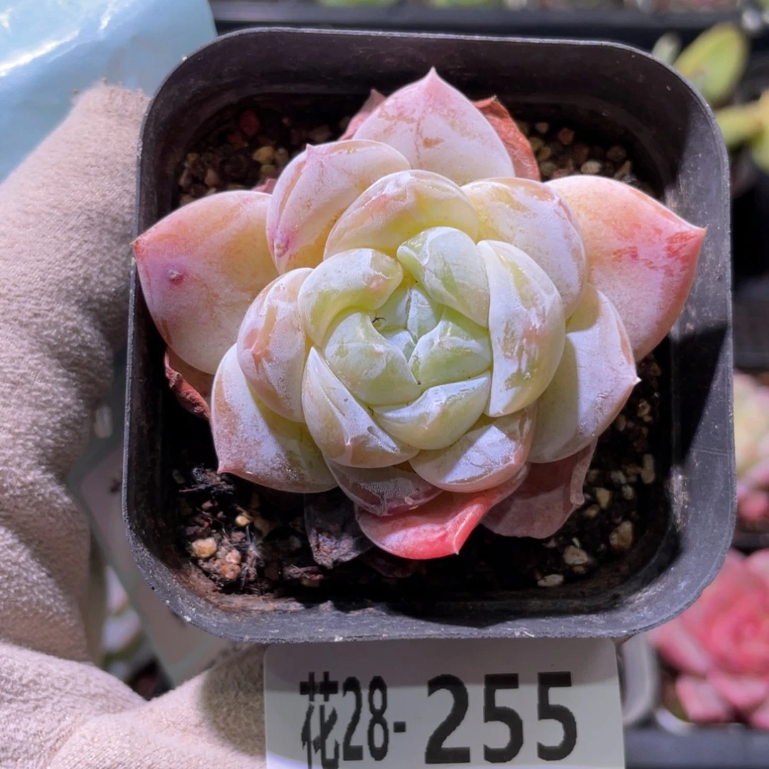 花利美28-255新品