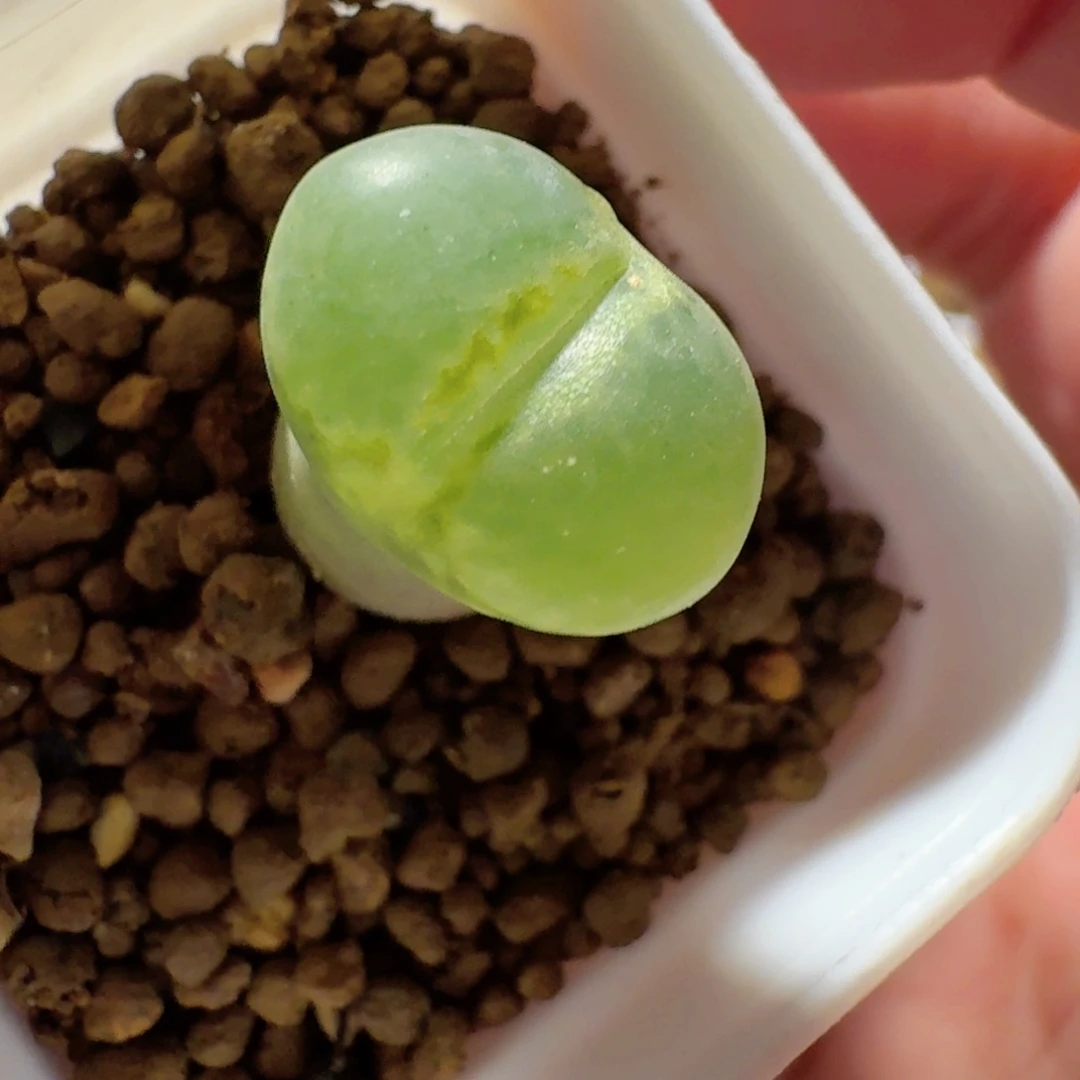 郭***?多肉植物年后......