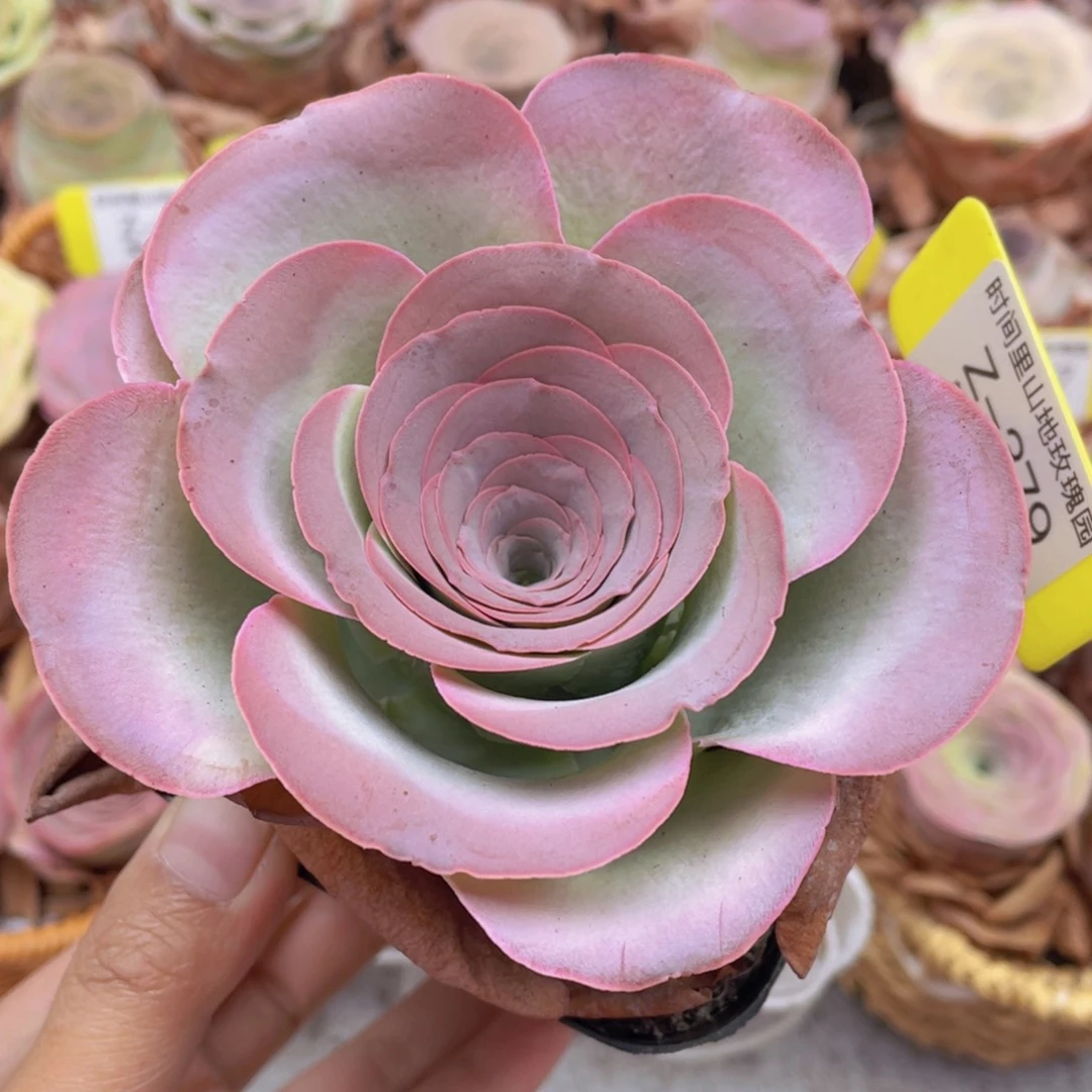 山地玫瑰Z379断枝不包损不售后