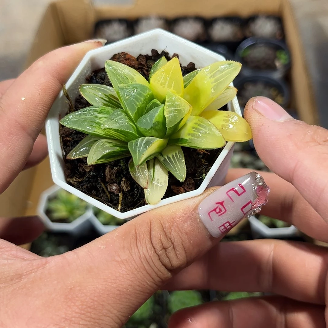 姬寿锦单头发货有根发货