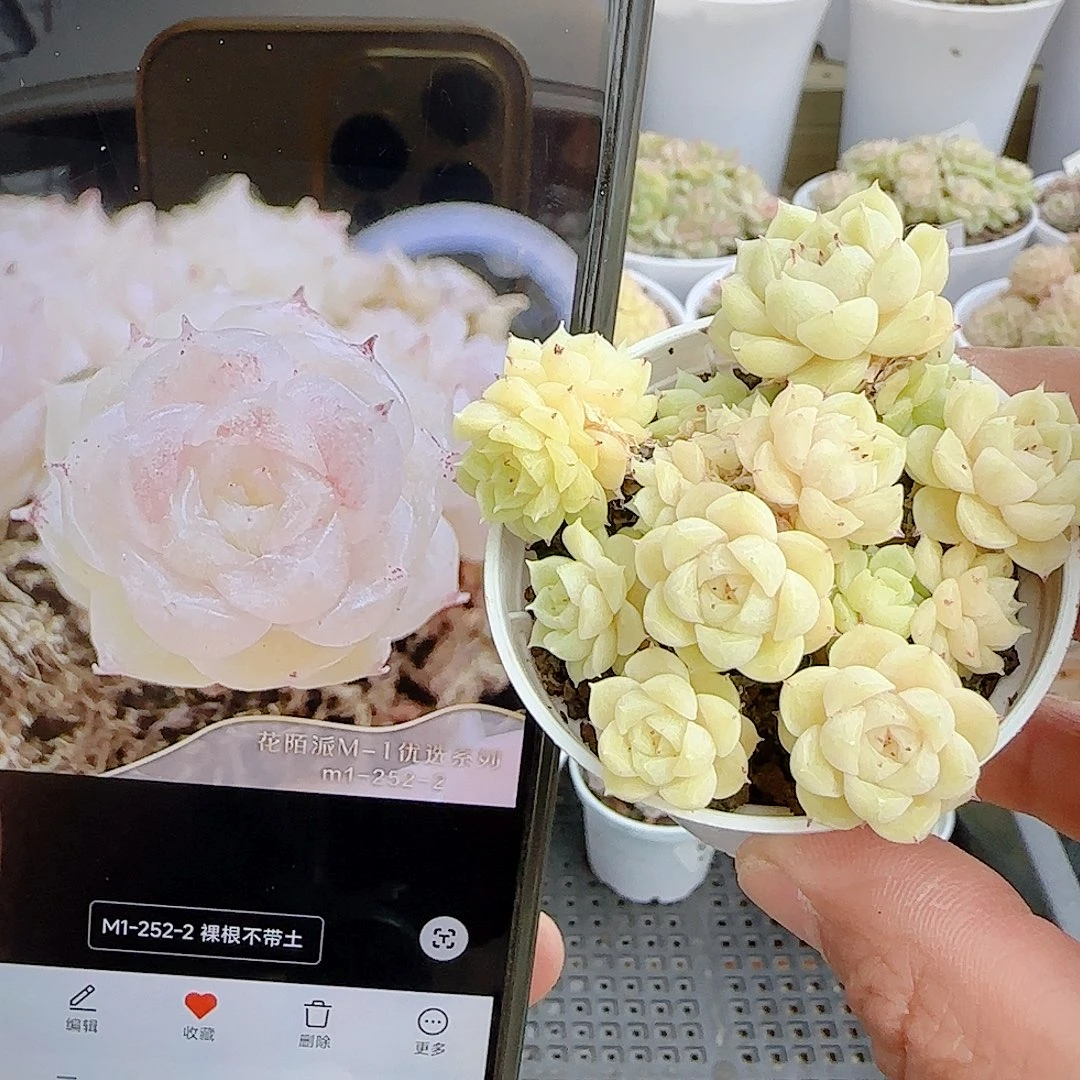 1128-89（m1-252-2）