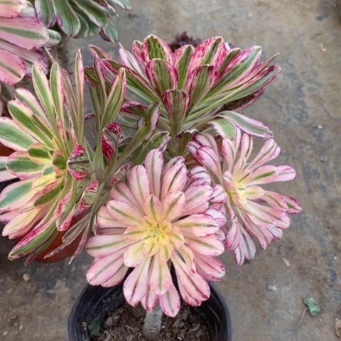 89v锦锦满25包邮多肉