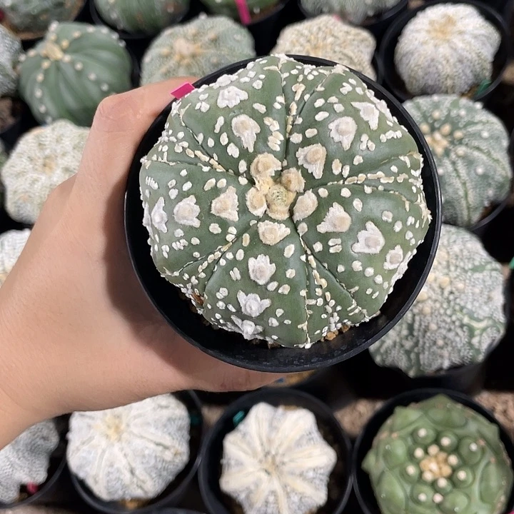 五复棱琉璃v兜瑕疵特价