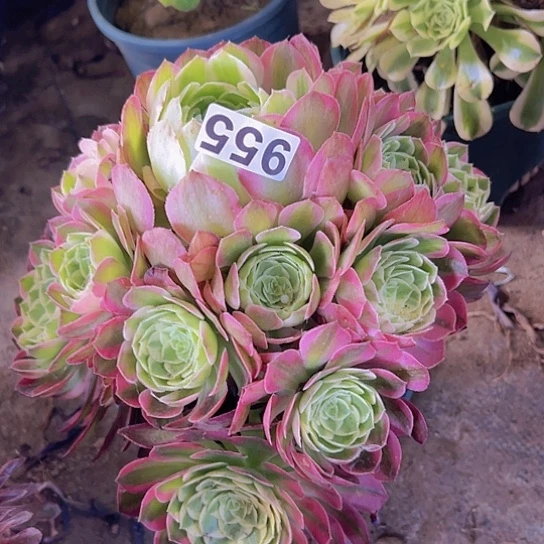 玫***刺多肉植物一个法师