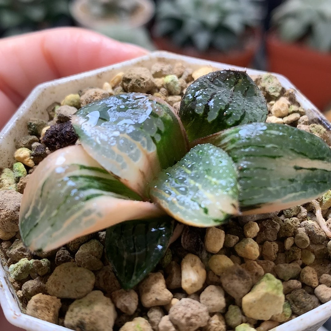 史扑寿锦带盆土发货咯来咯