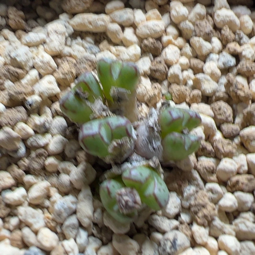 量拍海伦娜一群。多肉