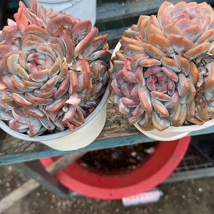 暮***雨青蛙王子儿童牙膏套装11