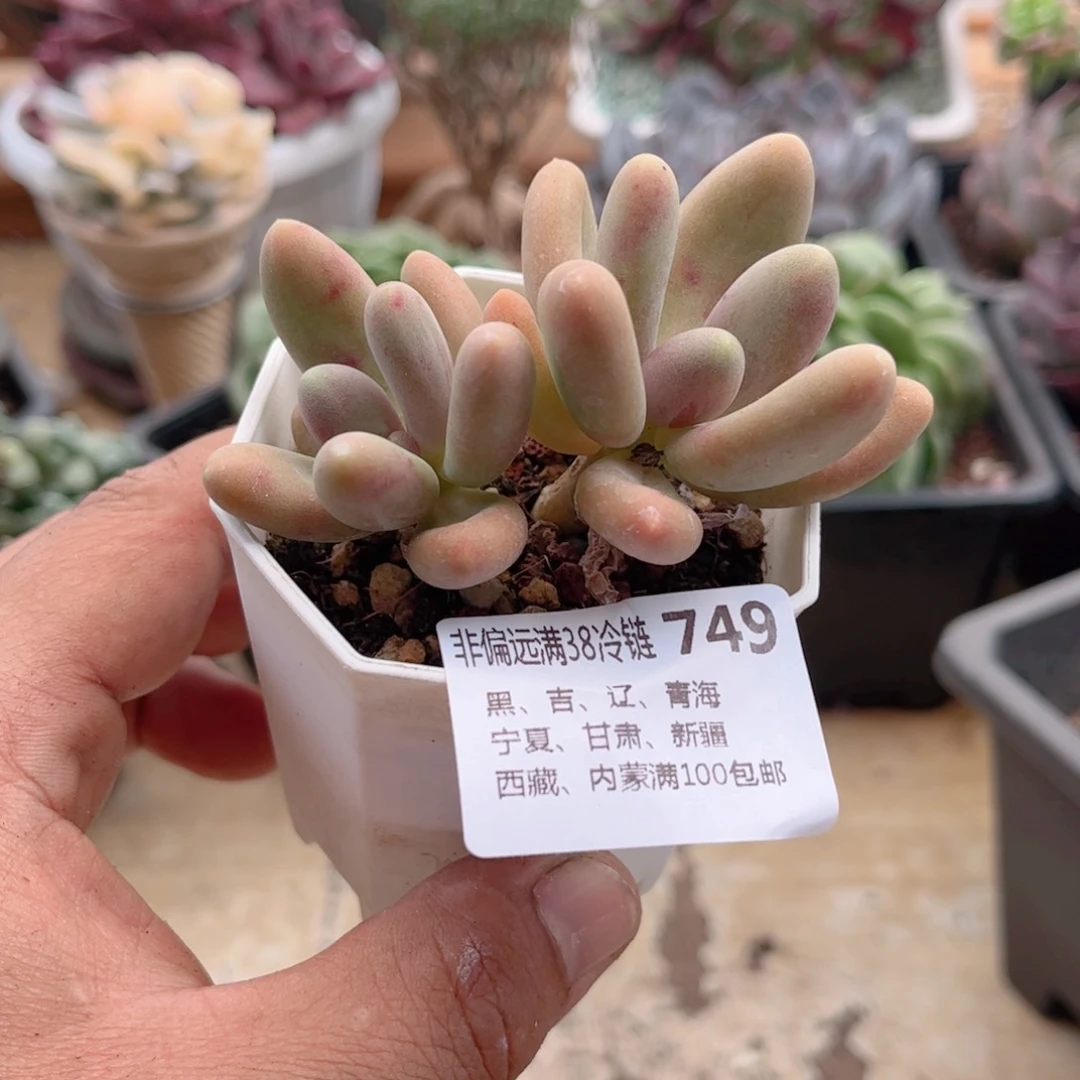 749糖果美人德华多肉