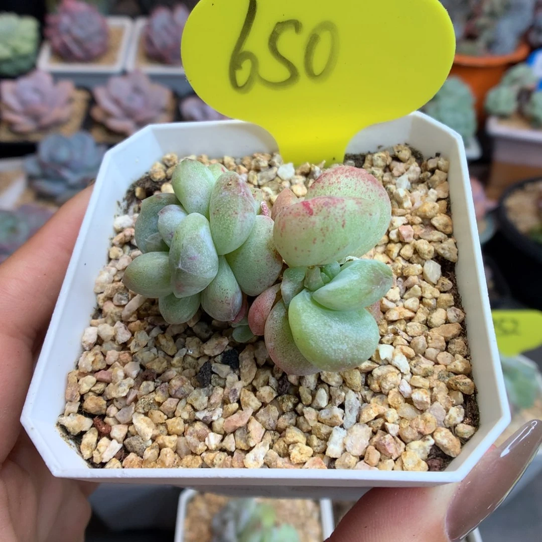 650三头冰玉石化多肉植物