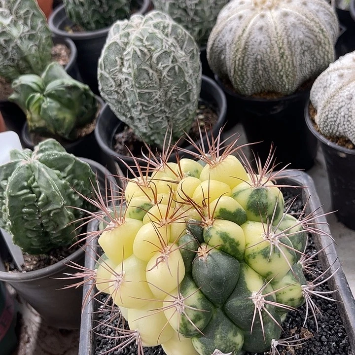 仙人球开花仙人球上