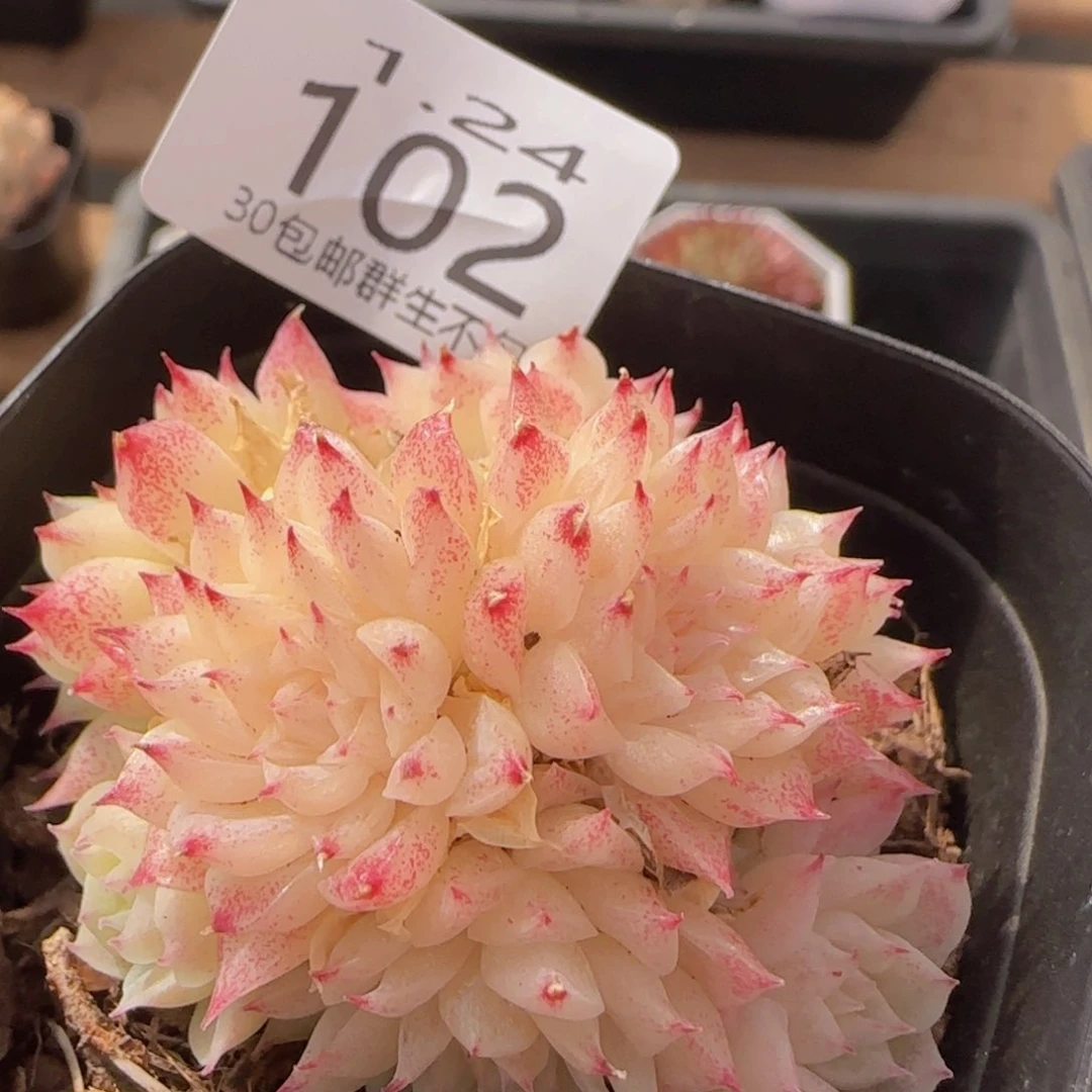 麦秆群一颗脱土发货