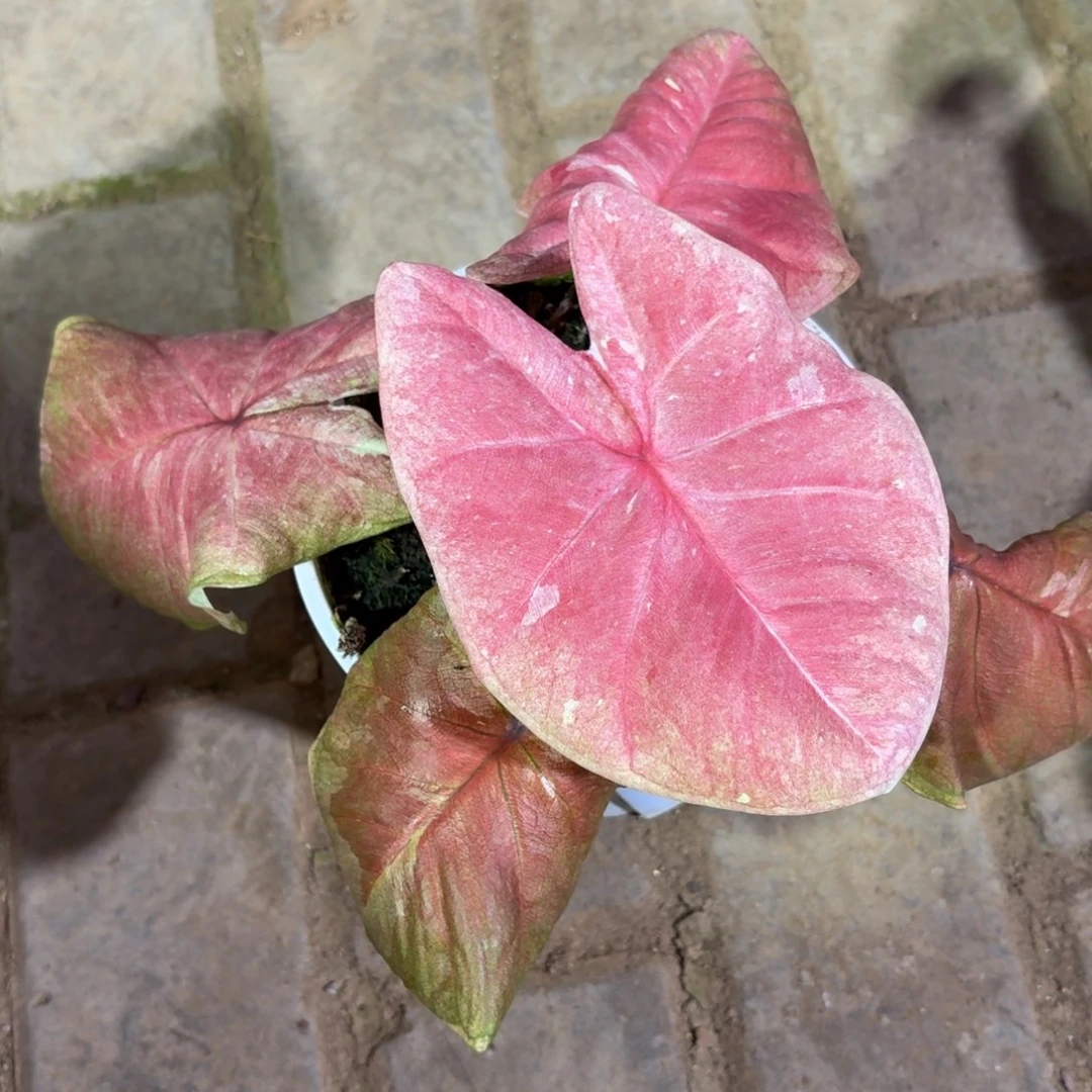 泰国彩叶芋91-1127