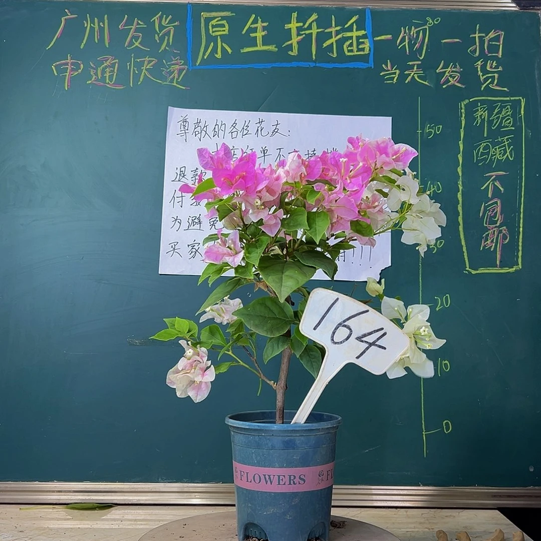 当前无花栽培后可以开花广红樱 164