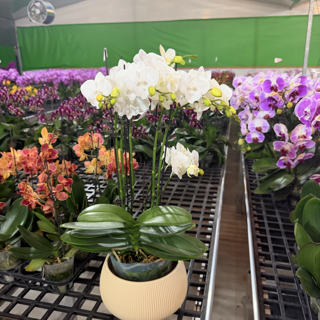 予兰花卉（白天鹅）带花带花苞5.0寸杯发货AA