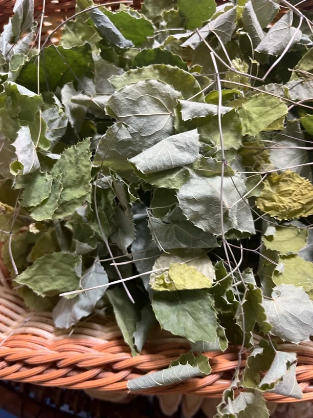 甘肃定西岷县野生三枝九叶草淫羊藿