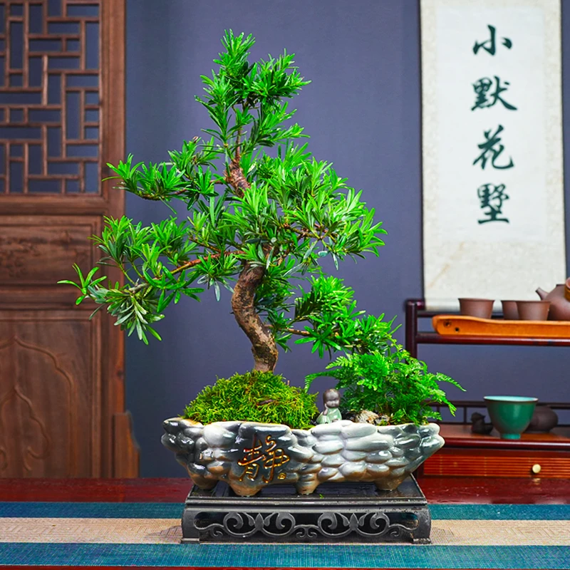老桩罗汉松盆景室内客厅大摆件绿植耐阴好养活招财禅意茶台盆栽好