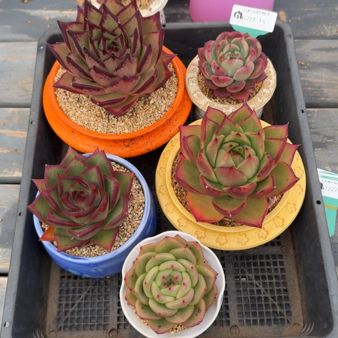 从前慢多肉精选编号1227.14