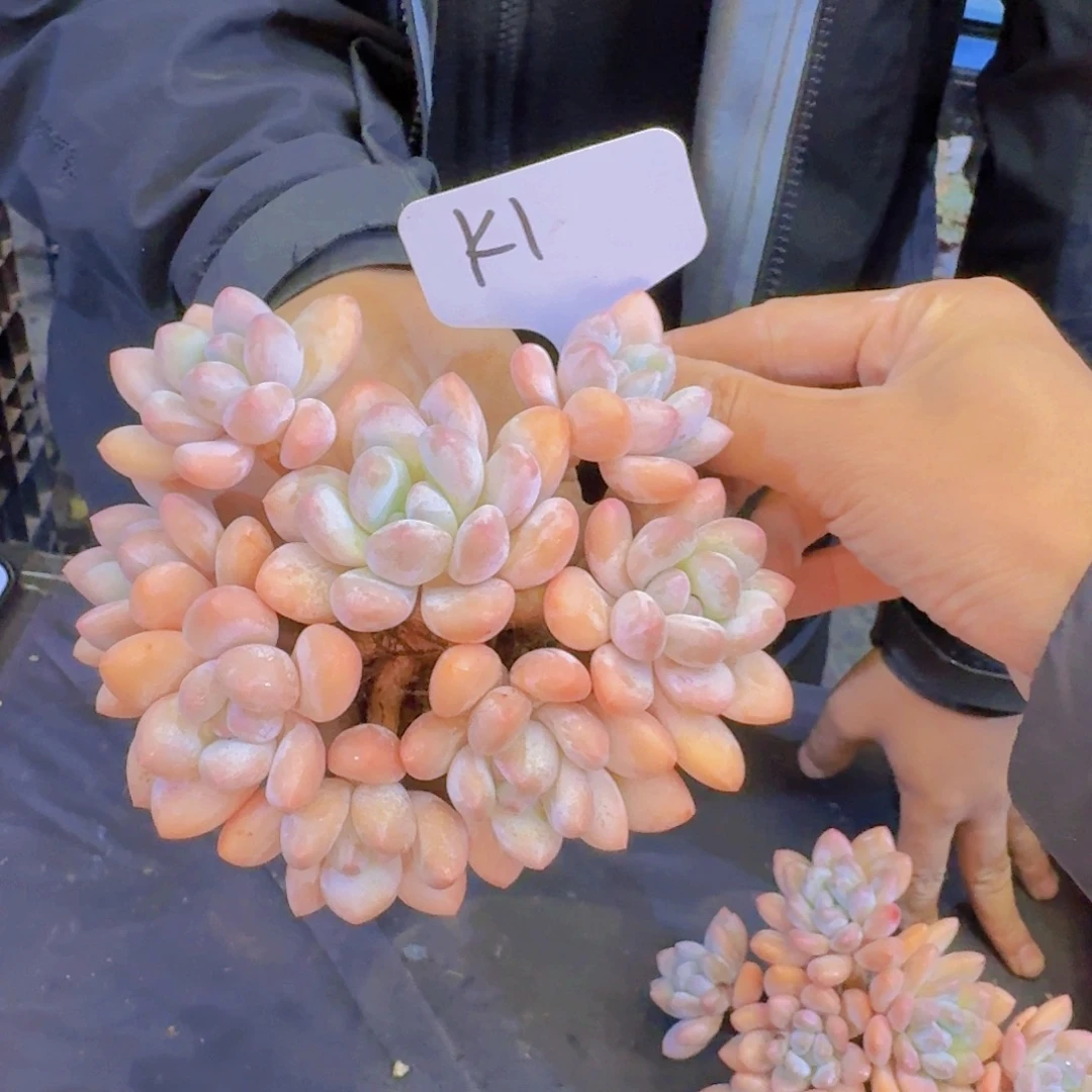 楠***依多肉植物的生长发育和