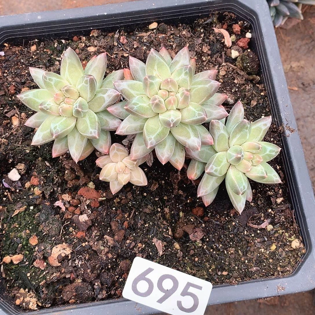 695美人一物一拍多肉