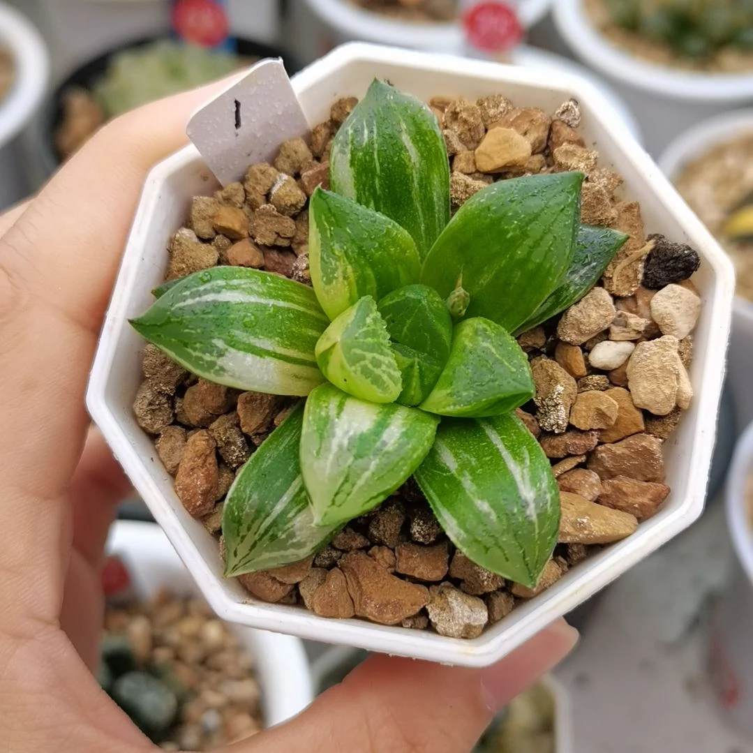 1号寿锦一物一拍带盆土发货