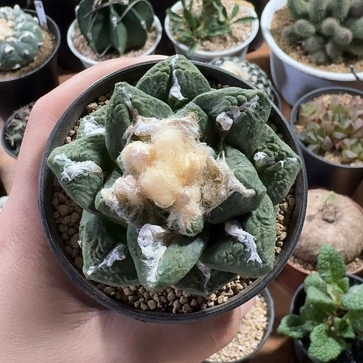 晴***塞牡丹仙人球单头12345