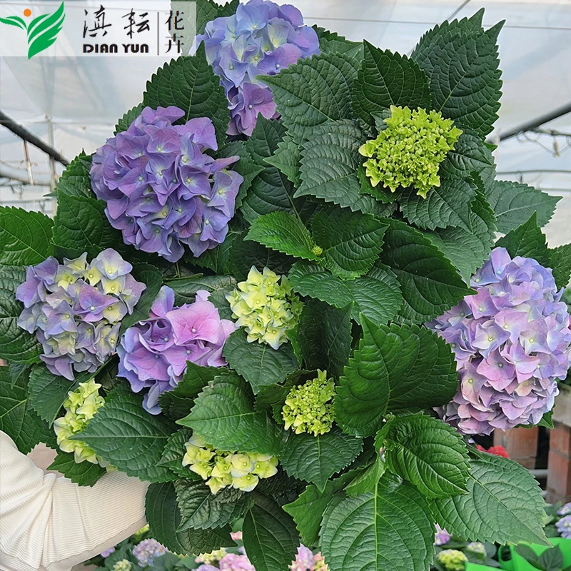 【七彩沉香】云南绣球盆栽花阳台庭院栽种耐寒耐热原盆发货