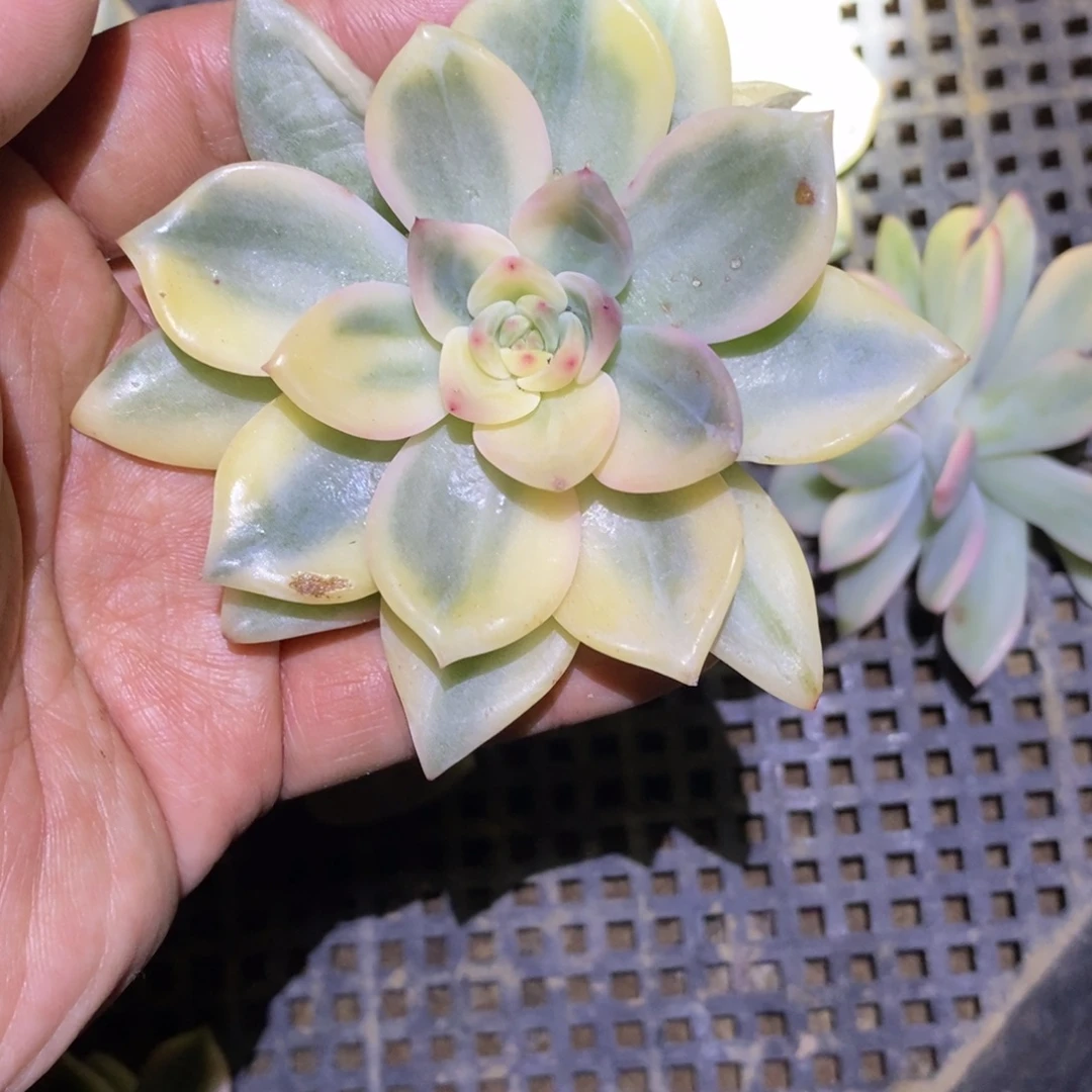 不开花植物伊丽莎白主头带根