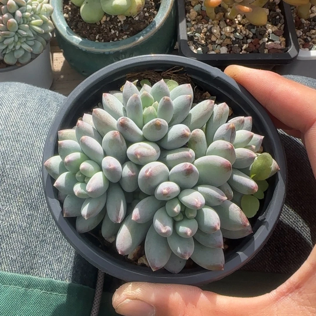 菩提美人五十包邮老桩多肉